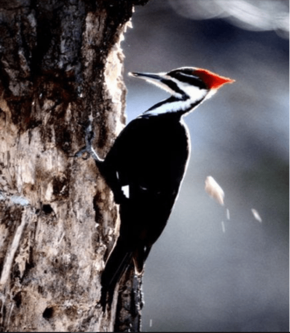 woodpecker